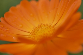 橙色万寿菊微距特写图片